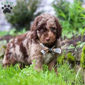 Brody, Goldendoodle Puppy
