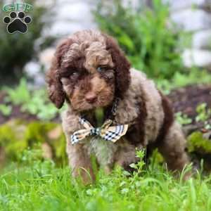 Brody, Goldendoodle Puppy