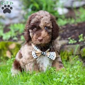 Brody, Goldendoodle Puppy