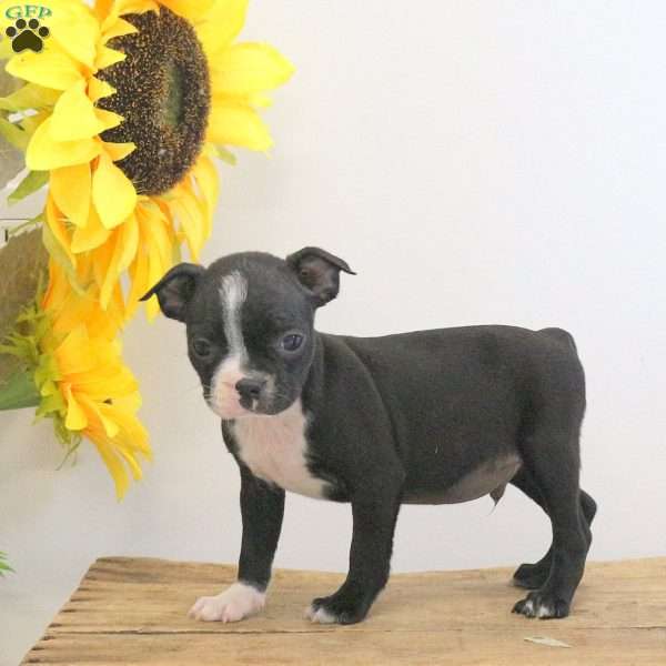 Brody, Boston Terrier Puppy