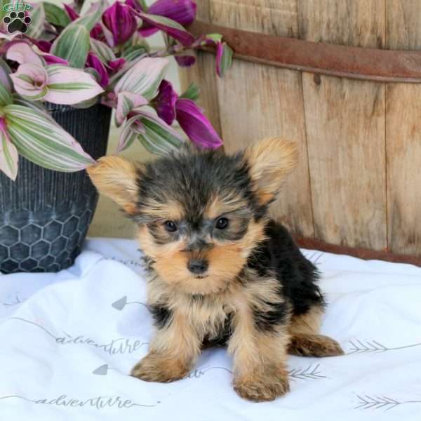 Brody, Yorkie Puppy