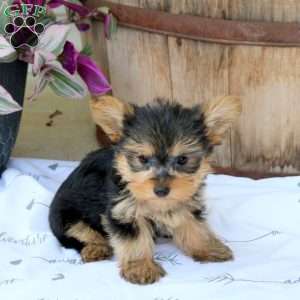 Brody, Yorkie Puppy