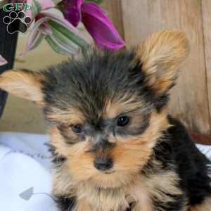 Brody, Yorkie Puppy