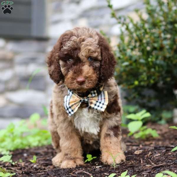 Brody, Goldendoodle Puppy