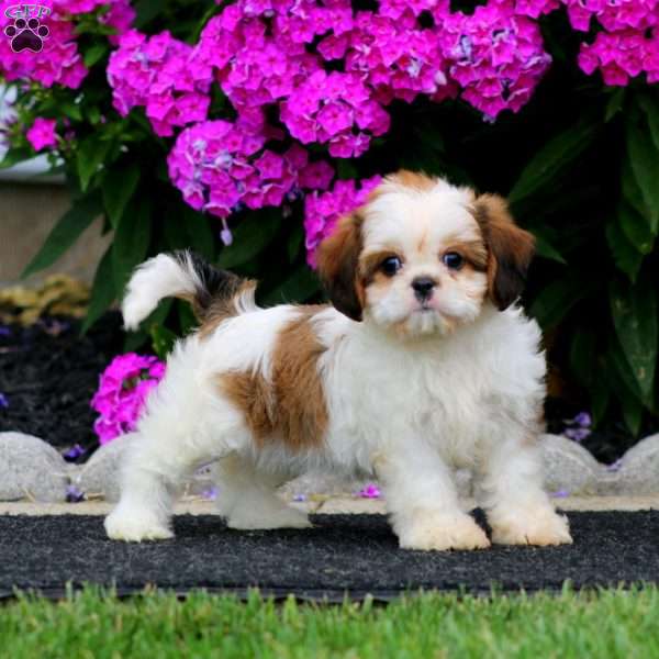 Brooke, Cava-Tzu Puppy