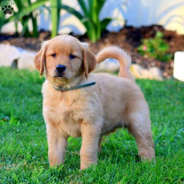 Brooke, Golden Retriever Puppy