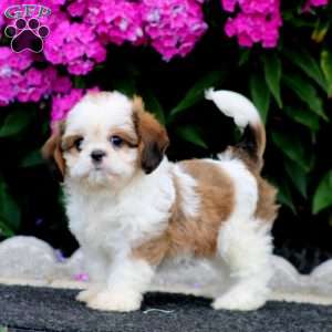 Brooke, Cava-Tzu Puppy
