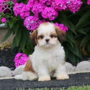 Brooke, Cava-Tzu Puppy