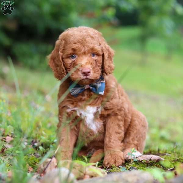 Brooks, Goldendoodle Puppy