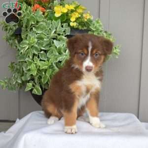 Brownie, Australian Shepherd Puppy