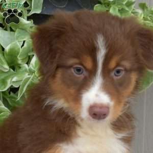 Brownie, Australian Shepherd Puppy