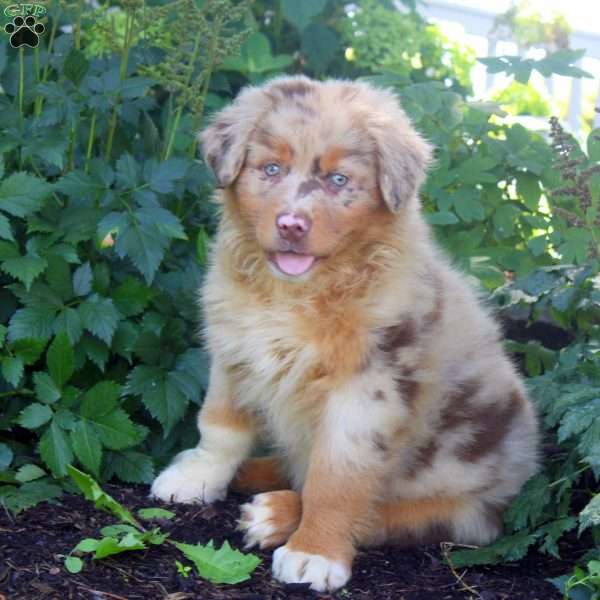 Bruno, Australian Shepherd Puppy