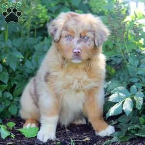 Bruno, Australian Shepherd Puppy