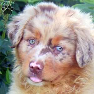 Bruno, Australian Shepherd Puppy
