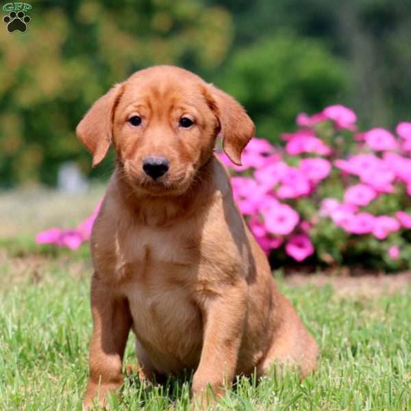 Bryce, Yellow Labrador Retriever Puppy