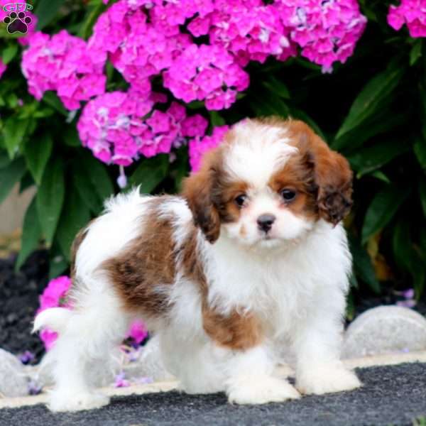 Bryce, Cava-Tzu Puppy