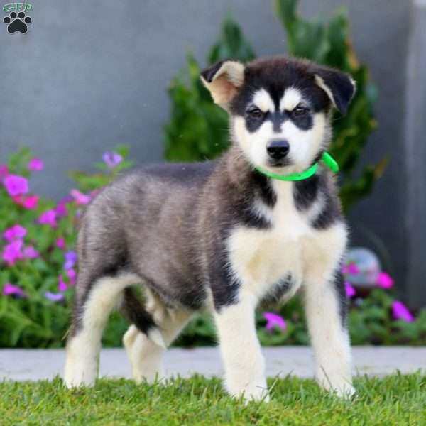 Bryce, Alaskan Malamute Puppy