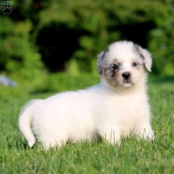 Bryce, Bernese Mountain Dog Mix Puppy