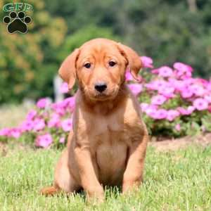 Bryce, Yellow Labrador Retriever Puppy
