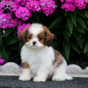 Bryce, Cava-Tzu Puppy