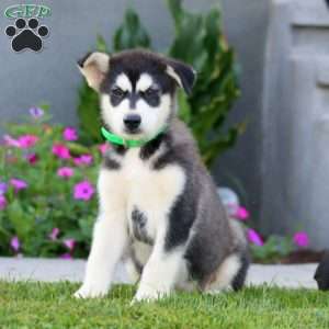 Bryce, Alaskan Malamute Puppy