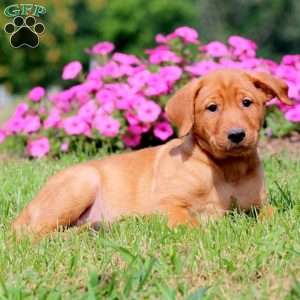 Bryce, Yellow Labrador Retriever Puppy