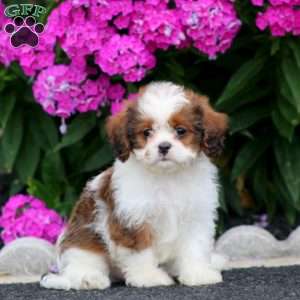 Bryce, Cava-Tzu Puppy
