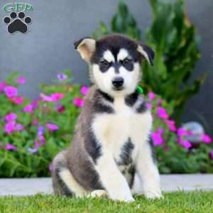 Bryce, Alaskan Malamute Puppy