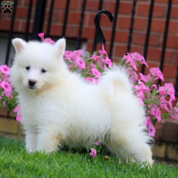 Bryson, Samoyed Puppy