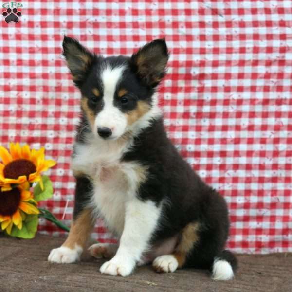 Bryson, Sheltie Puppy