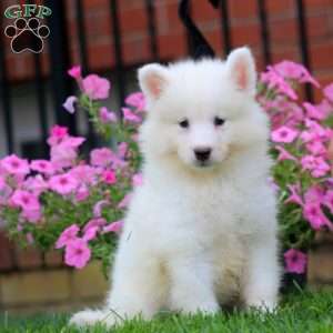 Bryson, Samoyed Puppy