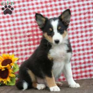 Bryson, Sheltie Puppy