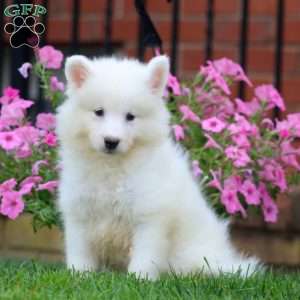 Bryson, Samoyed Puppy