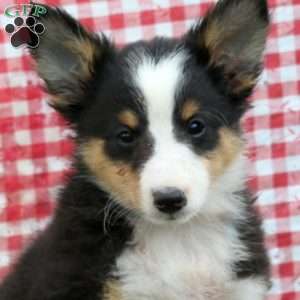 Bryson, Sheltie Puppy