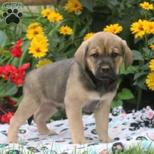 Buck, English Springer Spaniel Mix Puppy