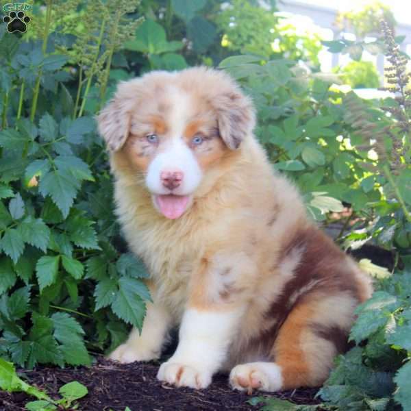 Bucky, Australian Shepherd Puppy