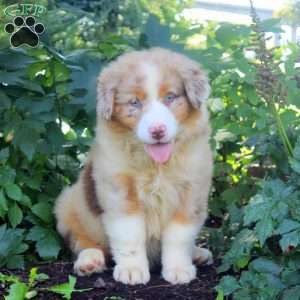 Bucky, Australian Shepherd Puppy