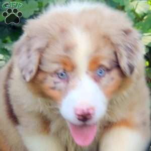 Bucky, Australian Shepherd Puppy
