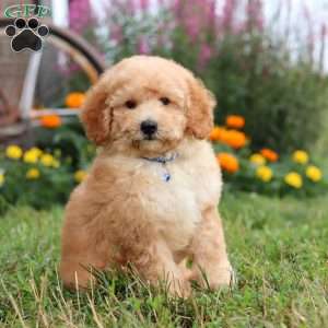Buddy, Mini Goldendoodle Puppy