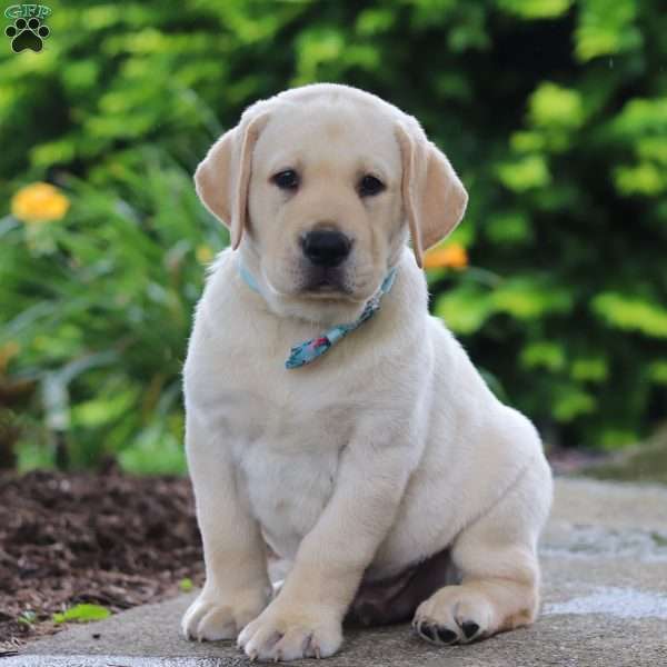 Buddy, Yellow Labrador Retriever Puppy