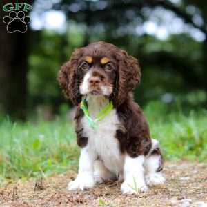Buddy, Cocker Spaniel Puppy