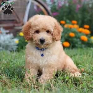 Buddy, Mini Goldendoodle Puppy