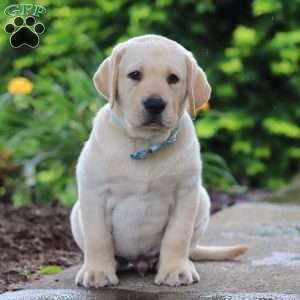 Buddy, Yellow Labrador Retriever Puppy