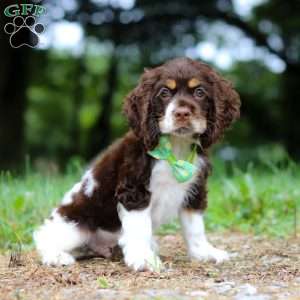 Buddy, Cocker Spaniel Puppy