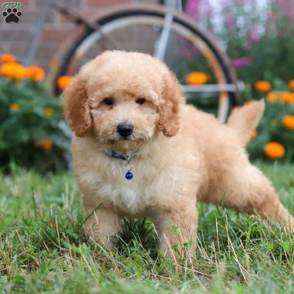 Buddy, Mini Goldendoodle Puppy