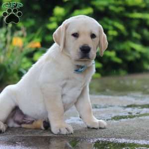 Buddy, Yellow Labrador Retriever Puppy