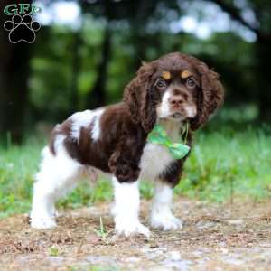 Buddy, Cocker Spaniel Puppy