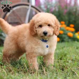 Buddy, Mini Goldendoodle Puppy