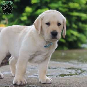 Buddy, Yellow Labrador Retriever Puppy