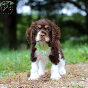 Buddy, Cocker Spaniel Puppy